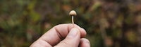 a person holding a small seed in their hand